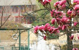 威尼斯欢乐娱人城民委舆情中心